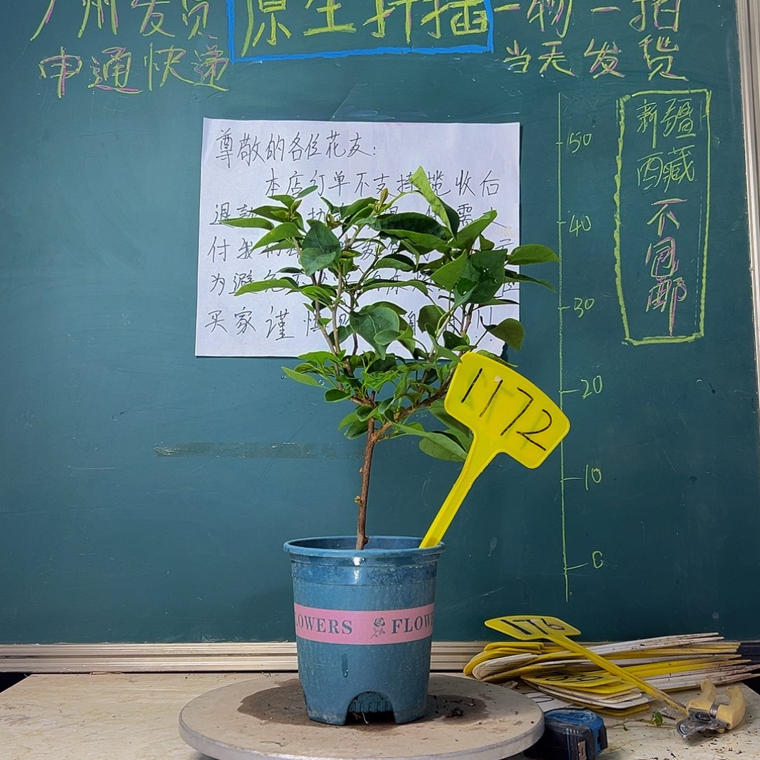 当前无花栽培后可以开花  甜西瓜  1172