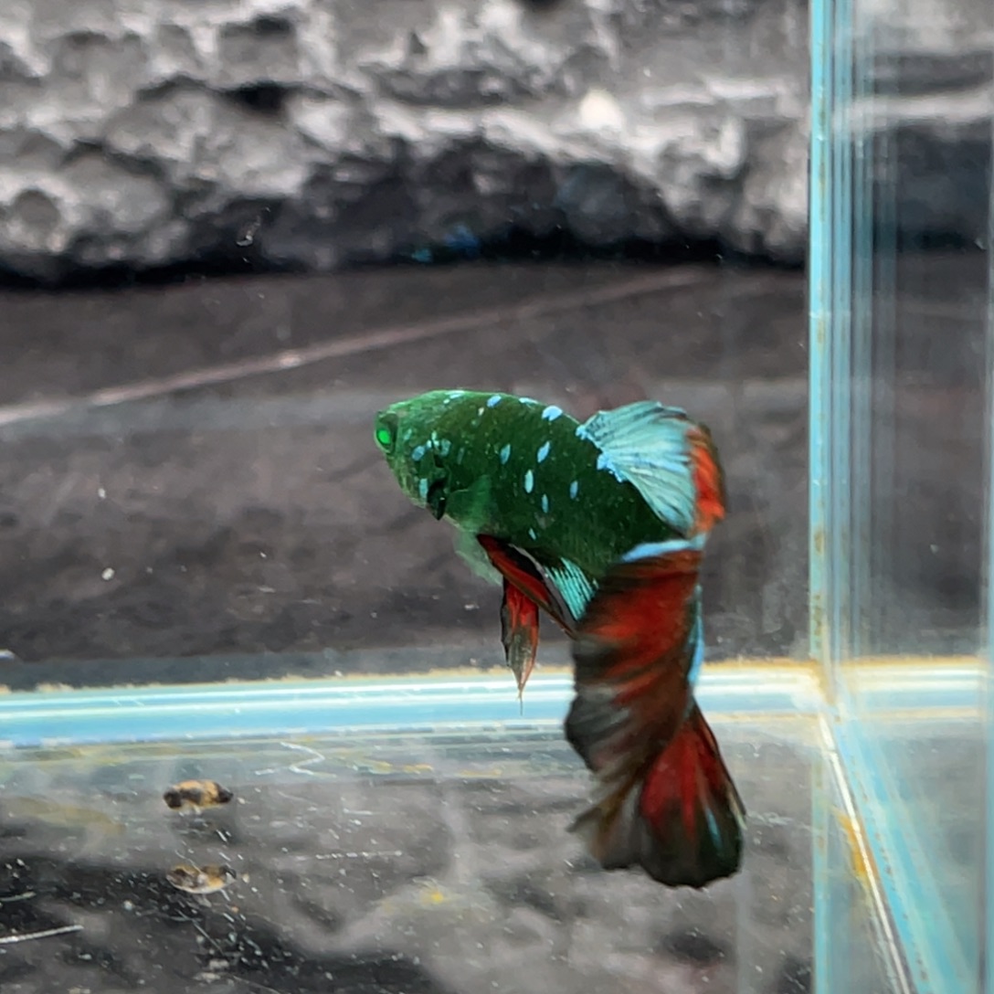 斗鱼绿魔碎星半月公