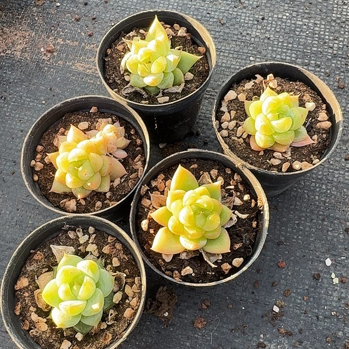 2762绿翡翠珍妮小苗五颗量拍