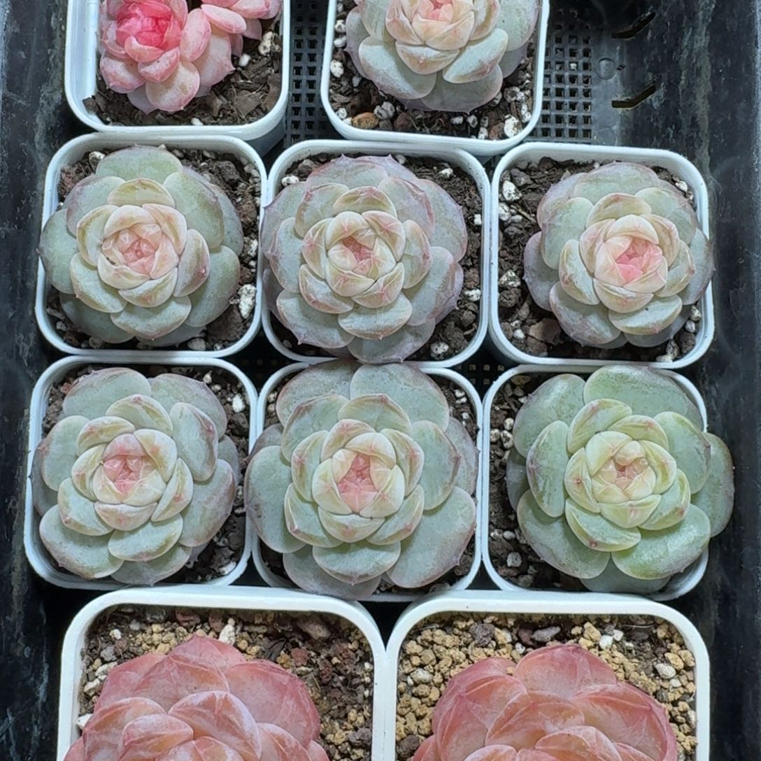1129-066-粉心一颗量拍