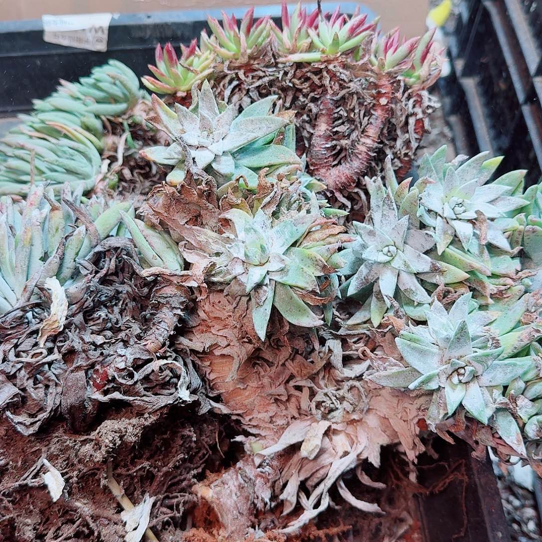 6296瑕疵框拍不售后