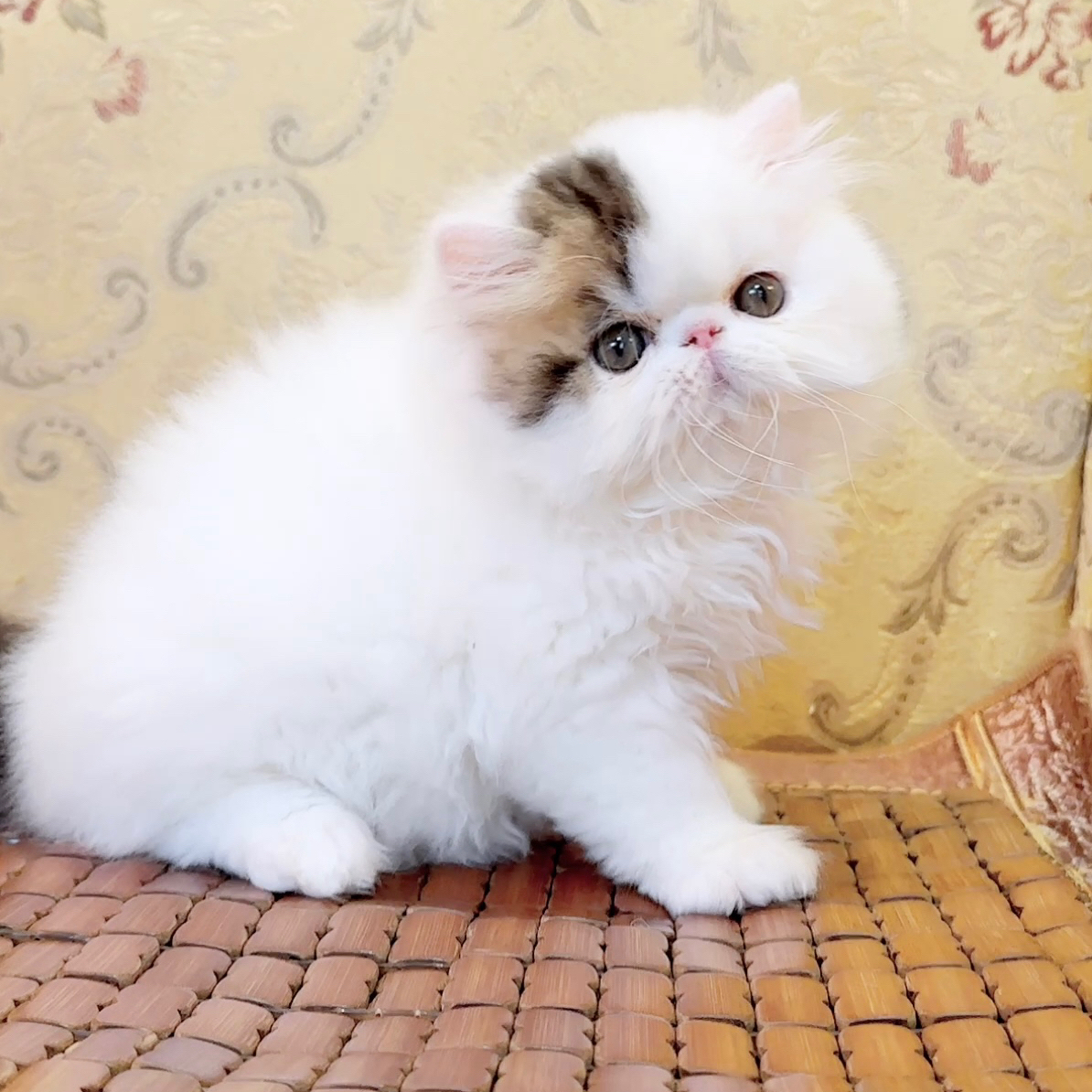 MODEL CAT模特猫加菲猫波斯猫专用定金链接