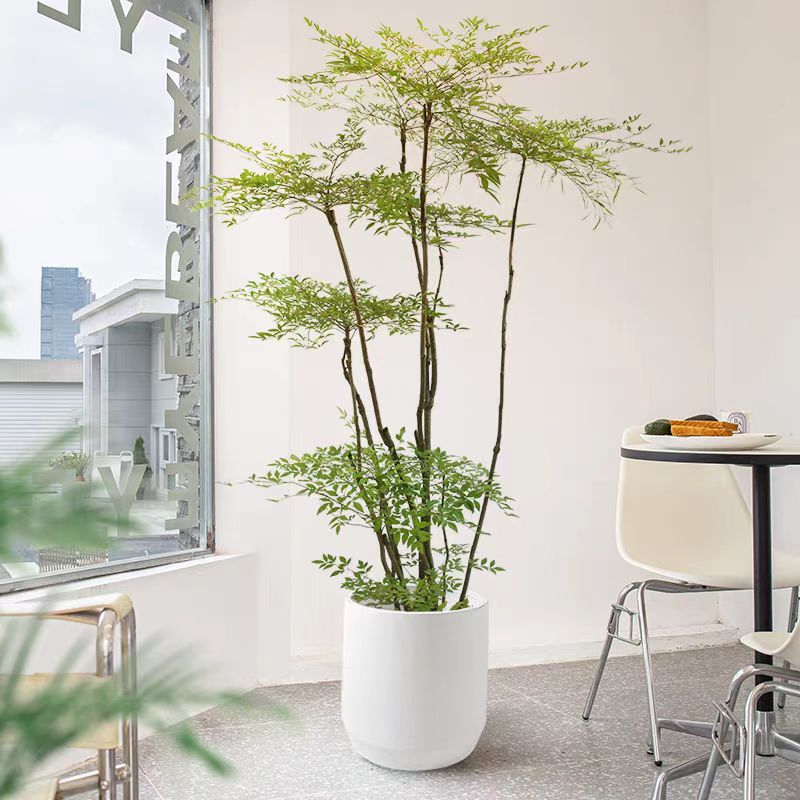 优雅光照南天竹绿植室内外观赏植物春绿冬红可观叶赏花结果