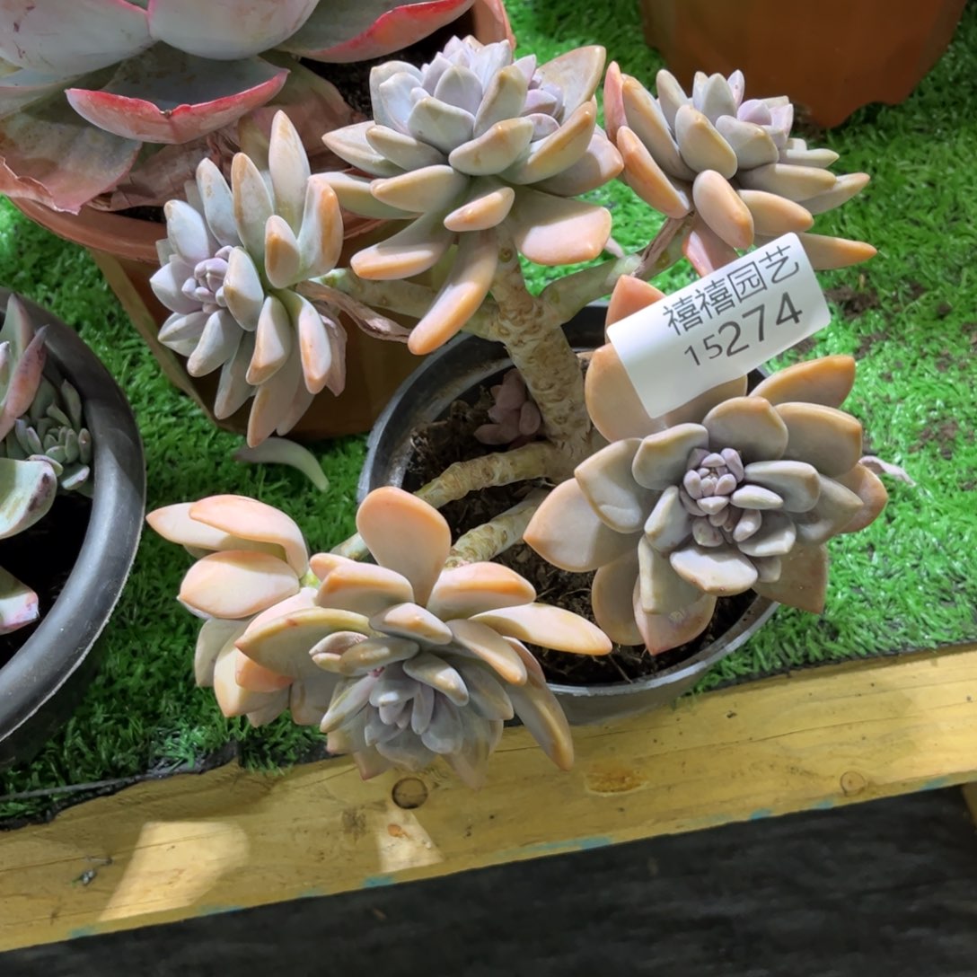 半*紗15274美人手指多肉植物