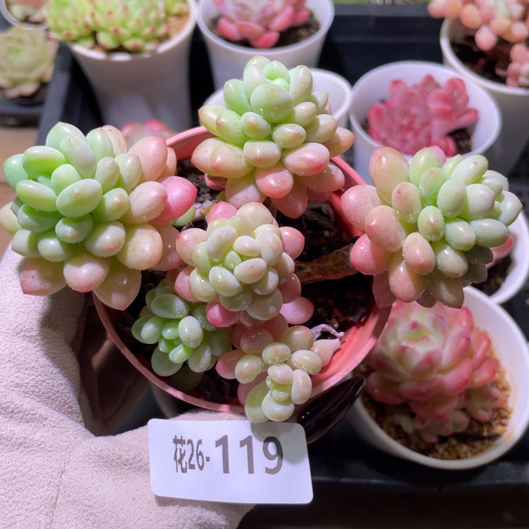 花利美26-119洛可可