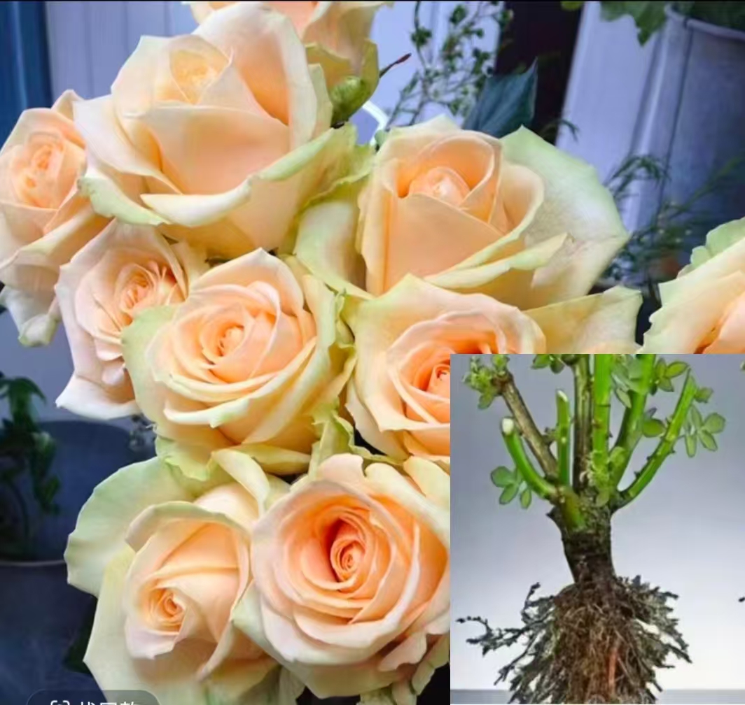 香槟玫瑰花老桩云南鲜花基地直发【1棵】拍3棵送1棵