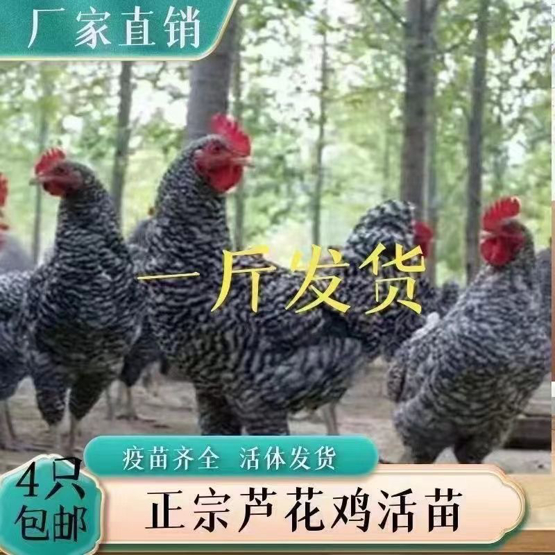 黑芦花绿壳蛋宠物鸡公母可挑选一斤左右发货
