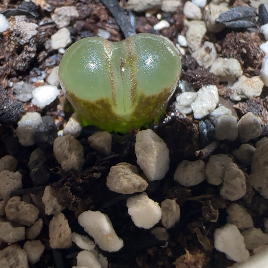 肉锥多肉植物百科-1353