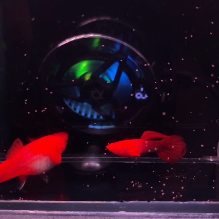 孔雀鱼延背红双粉水1对