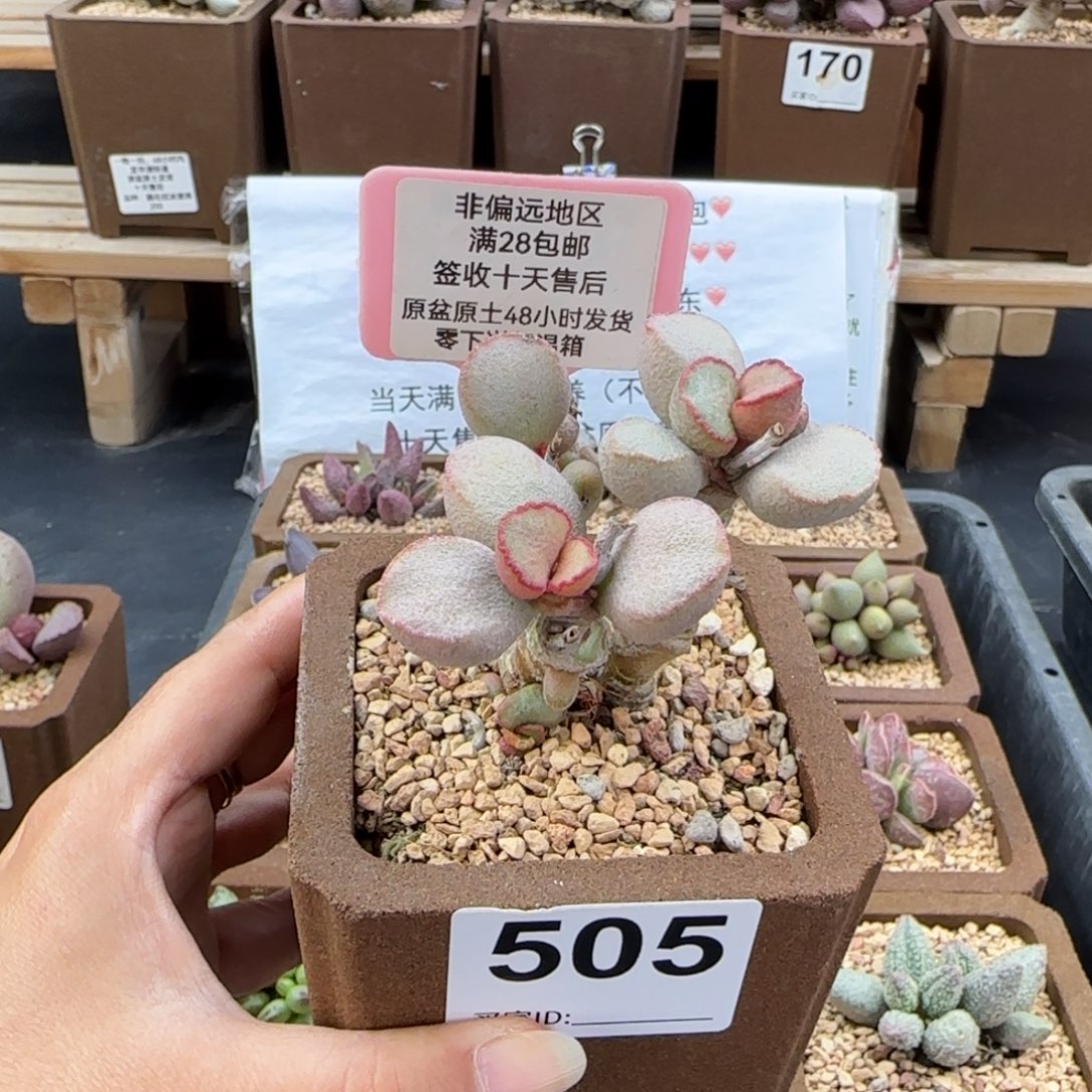 505黛安娜多肉植物