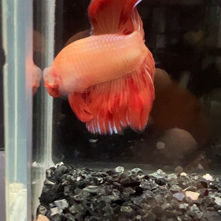 斗鱼跑單拉黑28日8