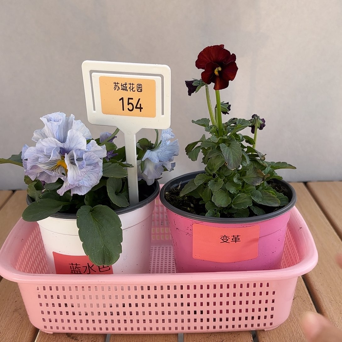 大部分开放少量花苞154