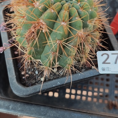 2751处理仙人球的