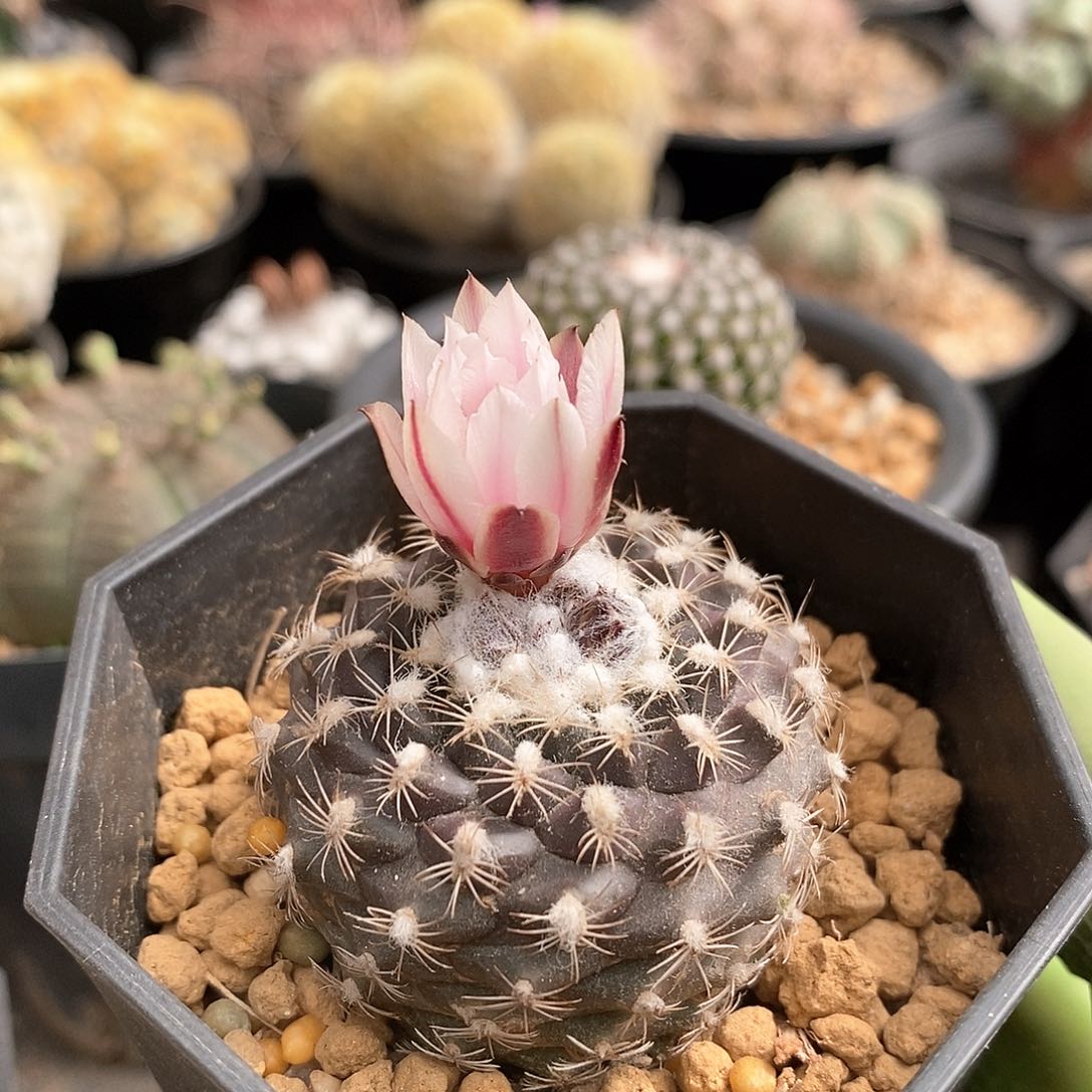 实生海胆娇丽仙人球