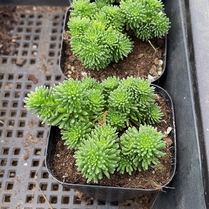 球松5.8带盆土发货