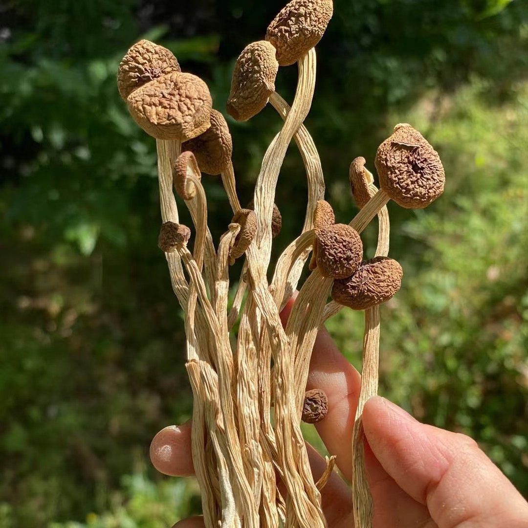 【精品茶树菇】无硫干货肥厚炒菜炖煲鸡汤鲜美炒肉营养美味炖汤鲜香