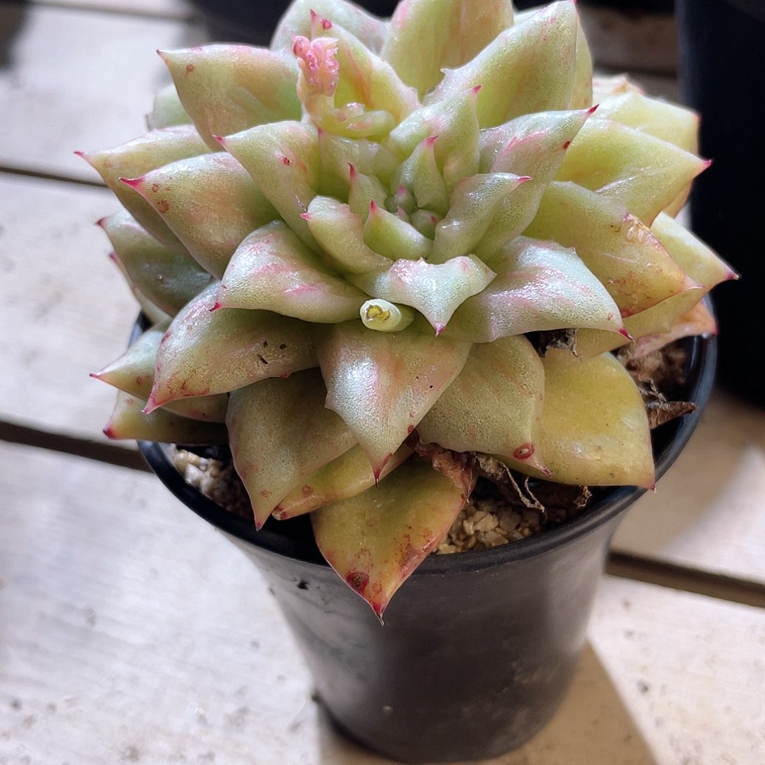 1214  蔷玛石化锦 六月六