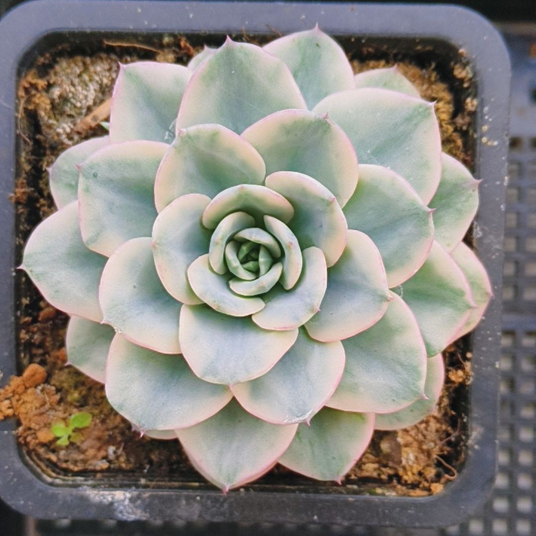 奶油黄桃锦多肉植物