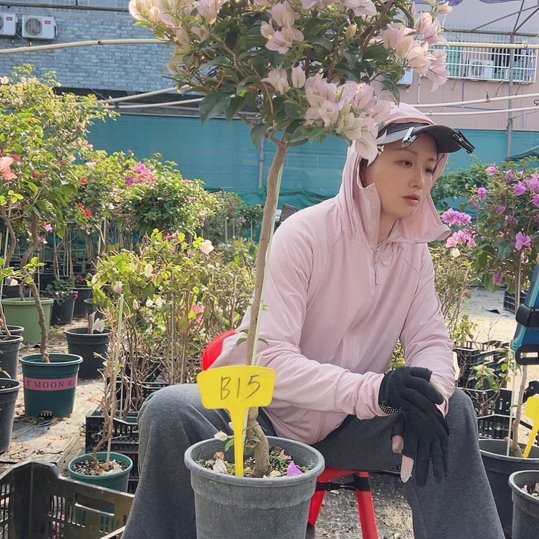 枯***雨大部分花苞少量开放B15苹果花