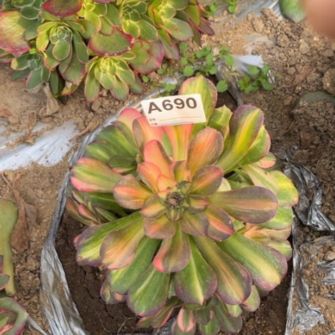 多肉植物韶修七彩