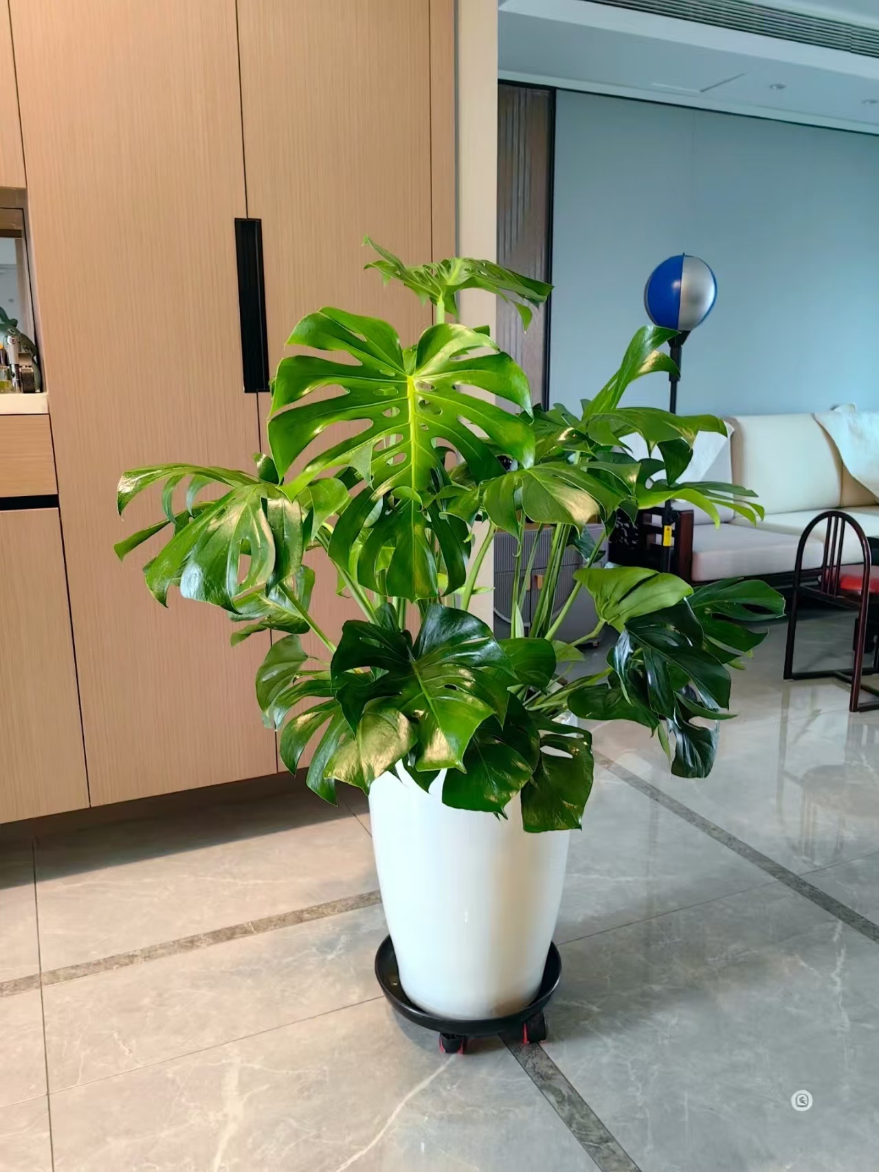 【基地直发 顺丰包邮】网红ins风绿植龟背竹净化空气美观环境加湿6