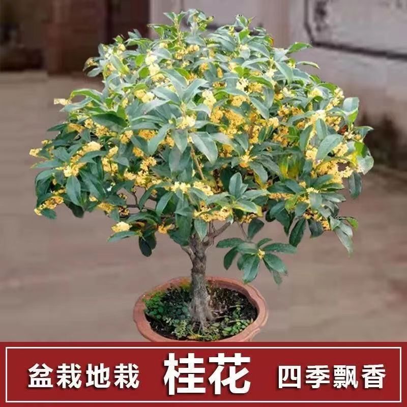 四季桂花树苗盆栽金桂浓香型花卉适合室内外庭院阳台种植