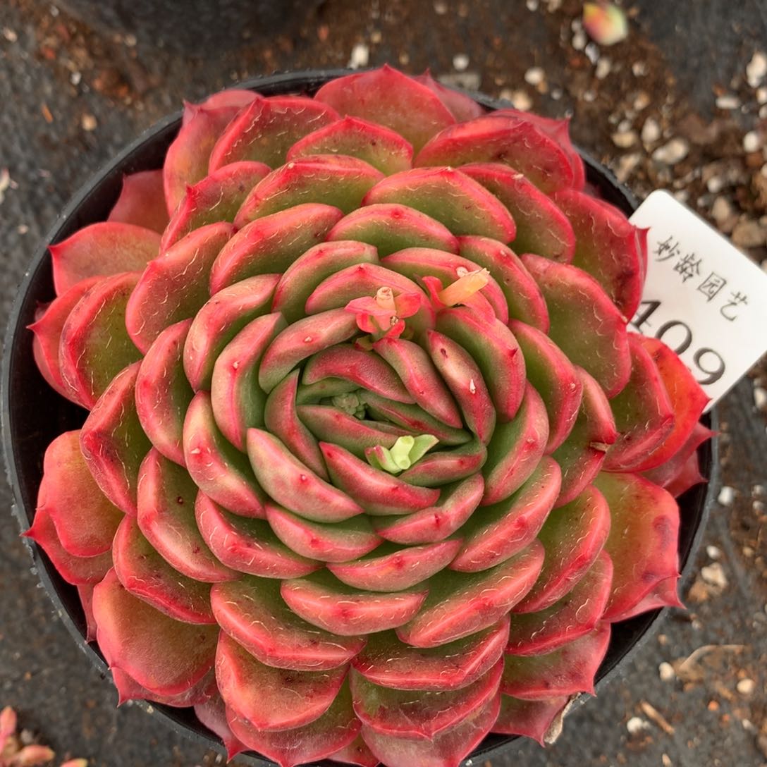 3409新年快乐发发发