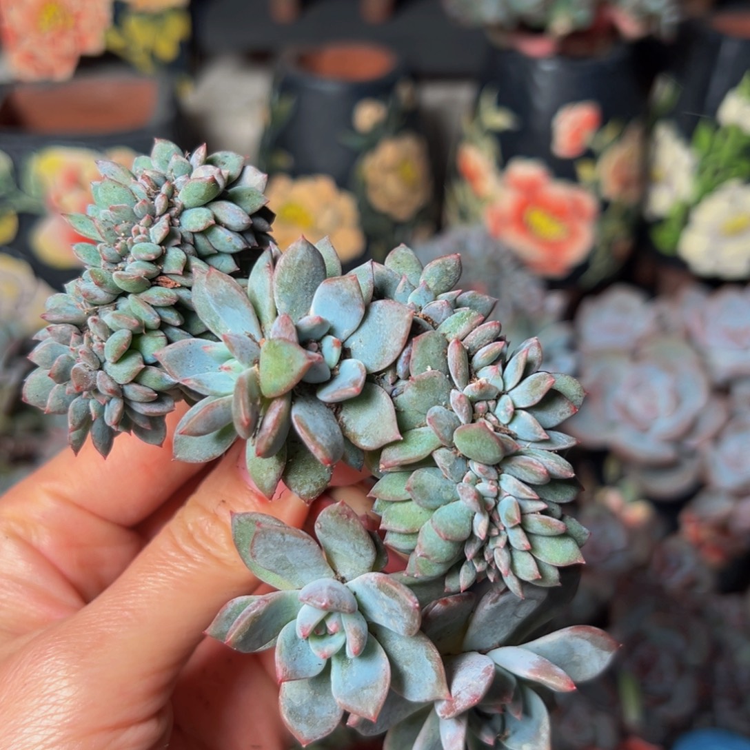 新年快乐 新年快乐