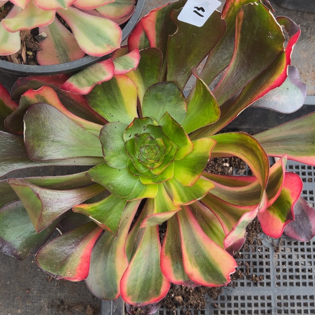 13巫毒七彩多肉嘻嘻嘻