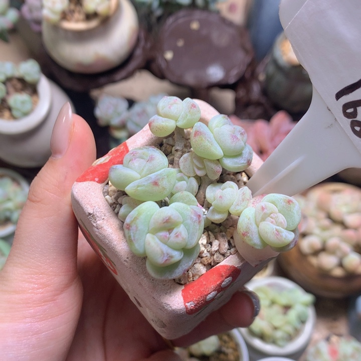 薇姐十头冰玉脱土发货