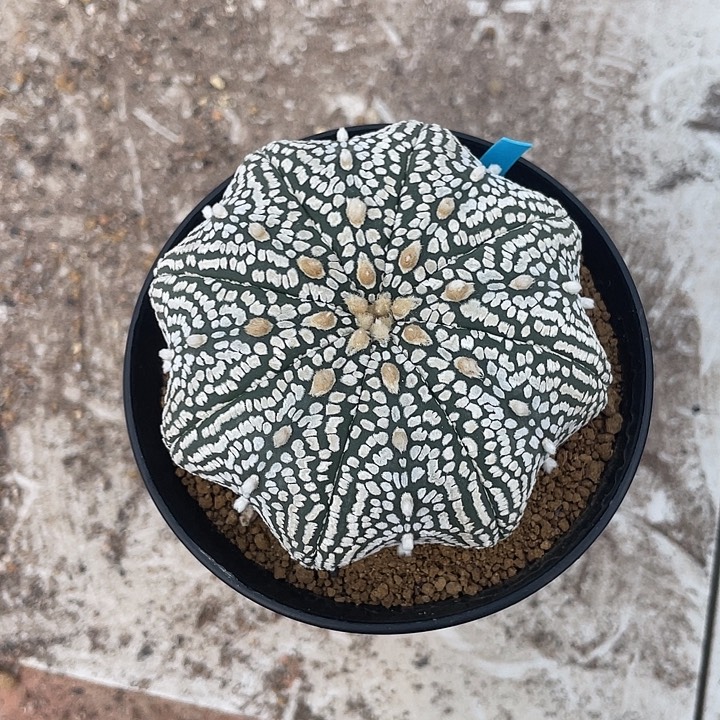 海星兜福利福利福利