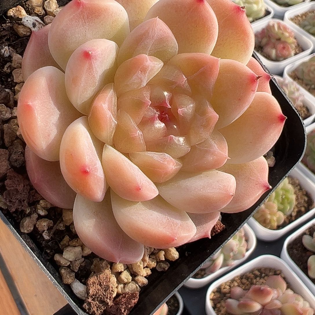 一物一拍链接，冰魄