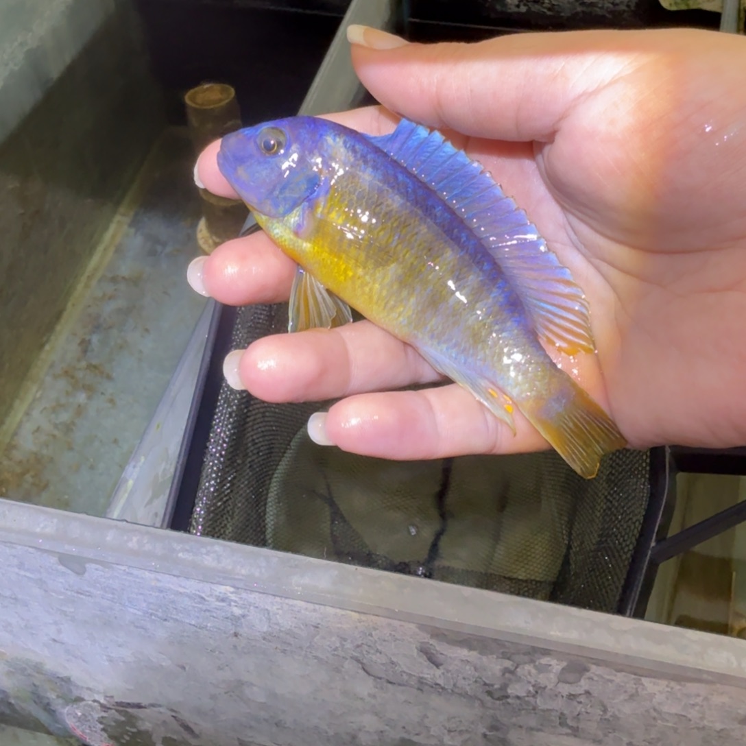 哈***.慈鲷鱼85号斑马串