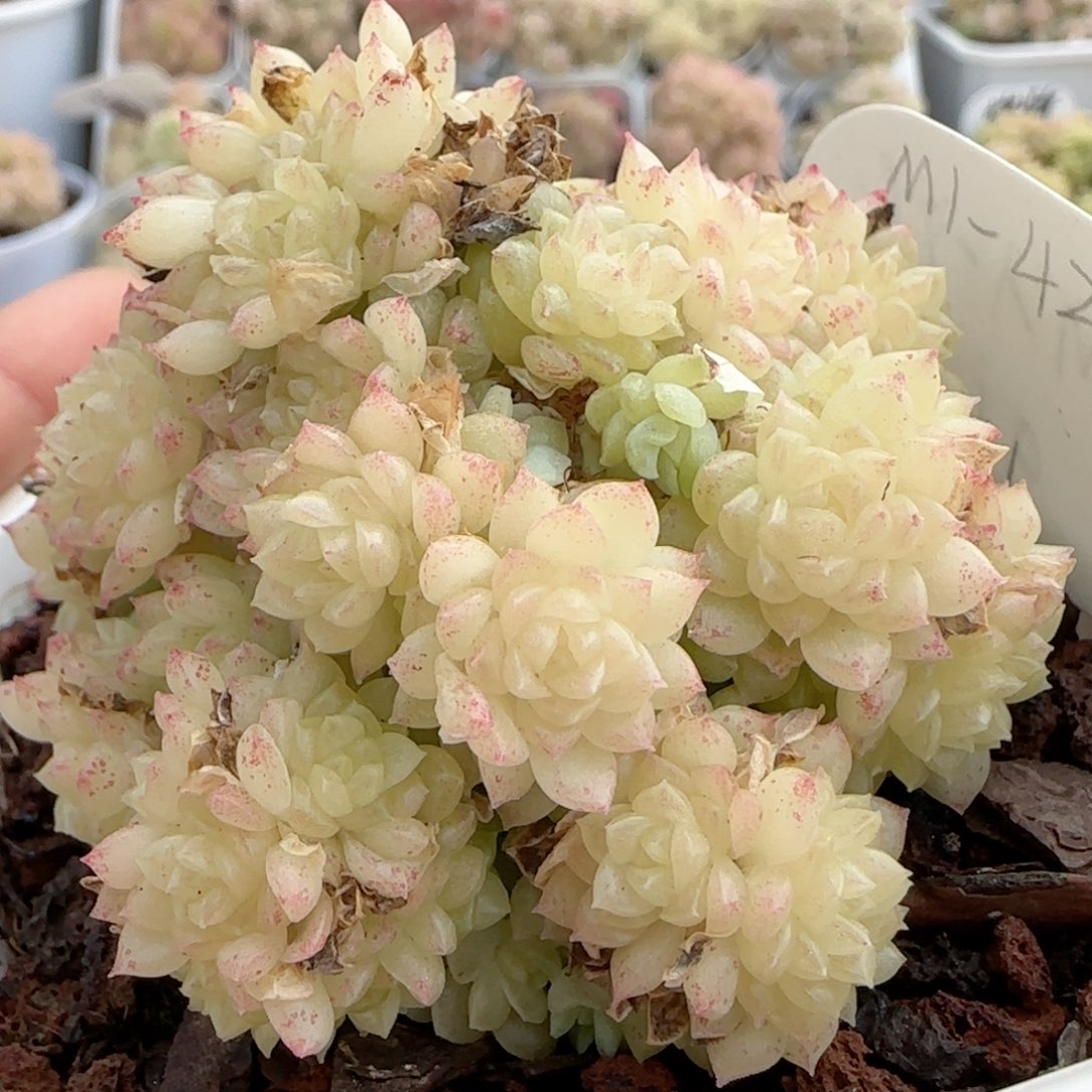 【闪购商品】0214-11（m1-421）