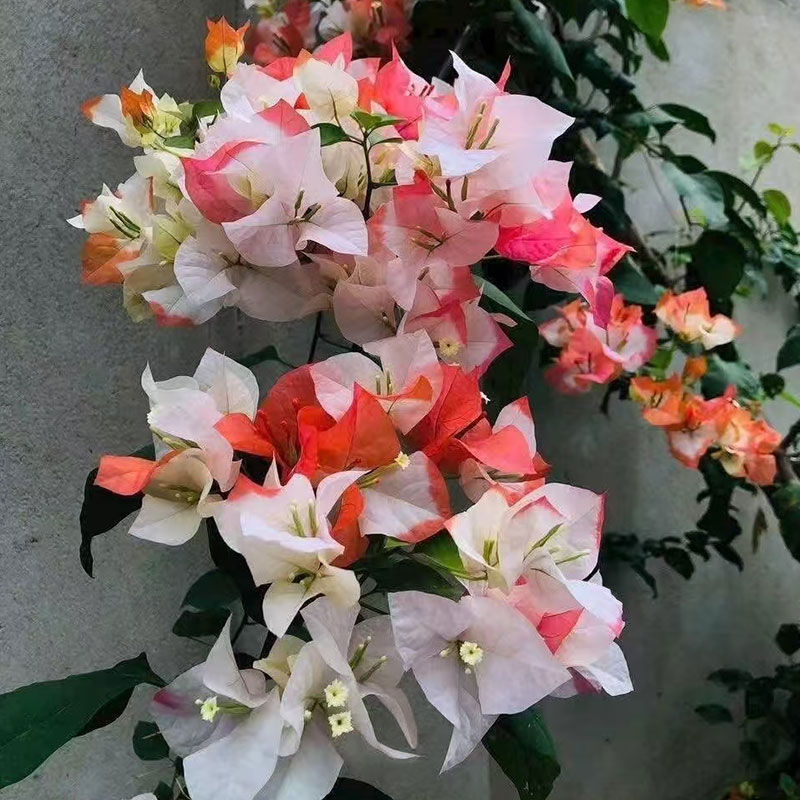 橙口红  三角梅复色勤花丰花耐热好养活庭院地栽阳台盆栽花卉花苗