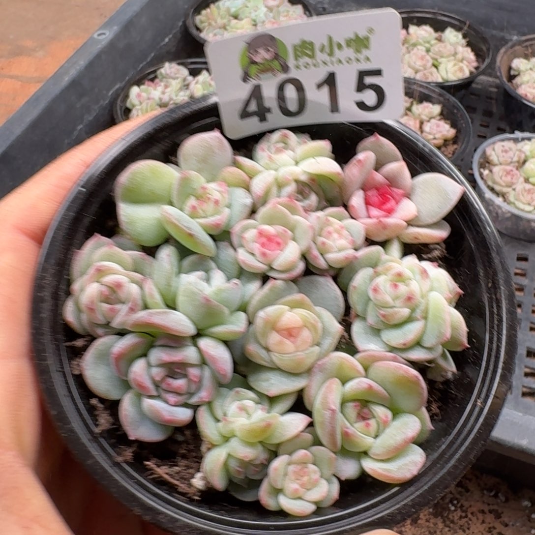 多肉植物多肉植物