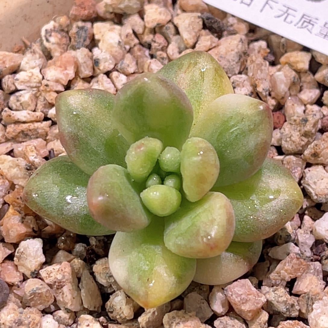 多肉特价天堂锦头盖6847