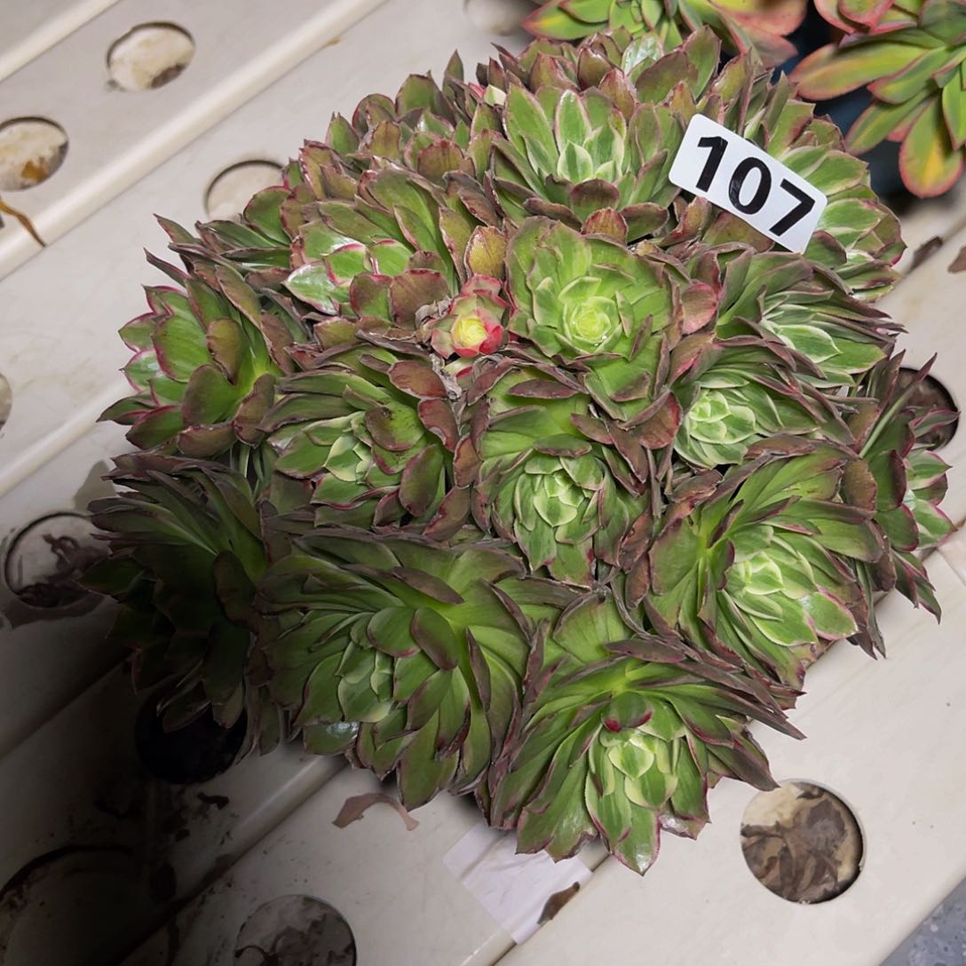 莲花法师3/2包邮法师