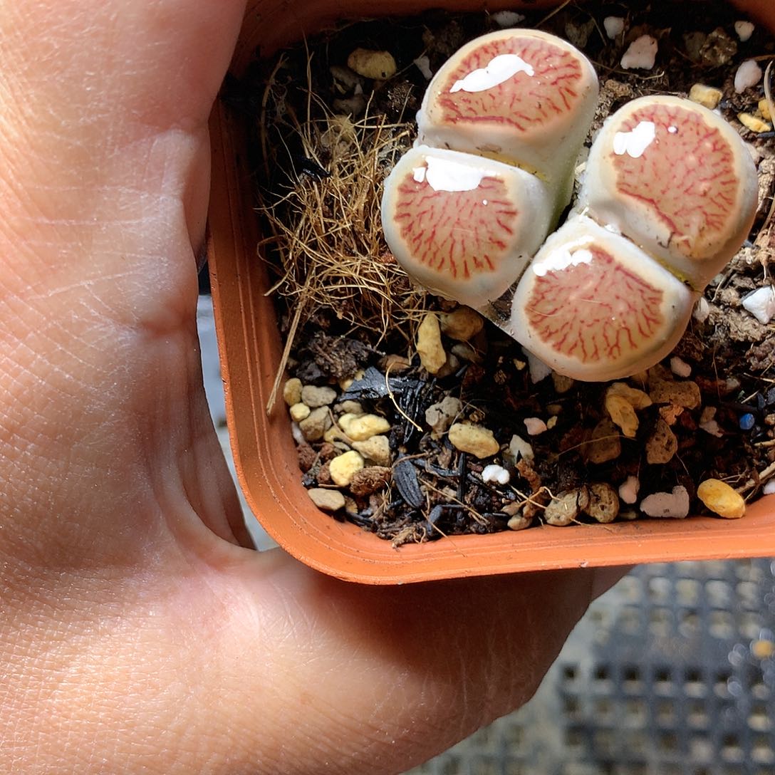 D403多肉植物保护