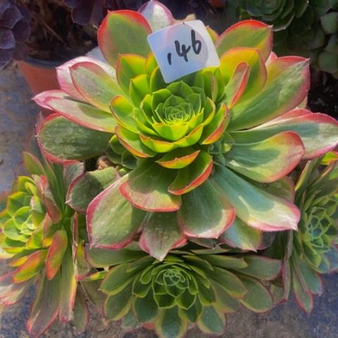 奶白多肉植物一物一拍146多肉