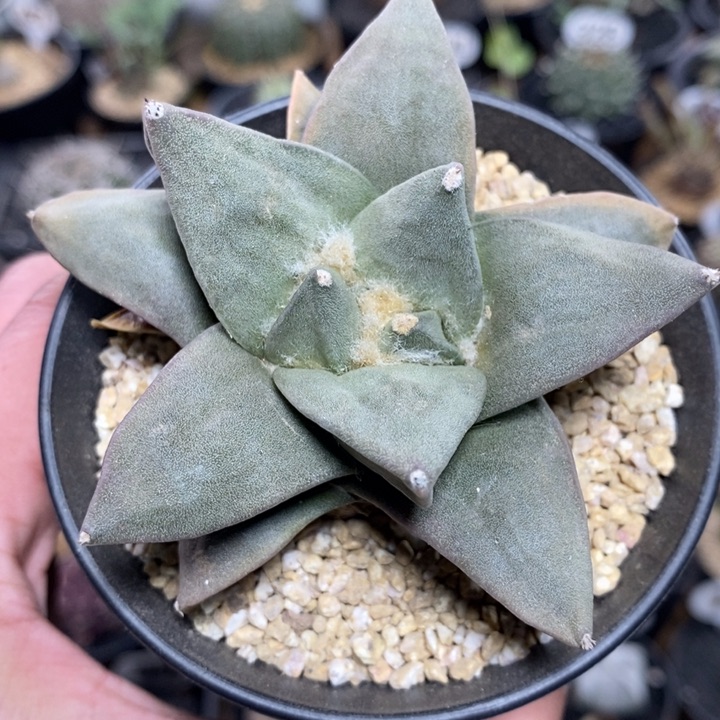 实生岩牡丹135号8.3cm