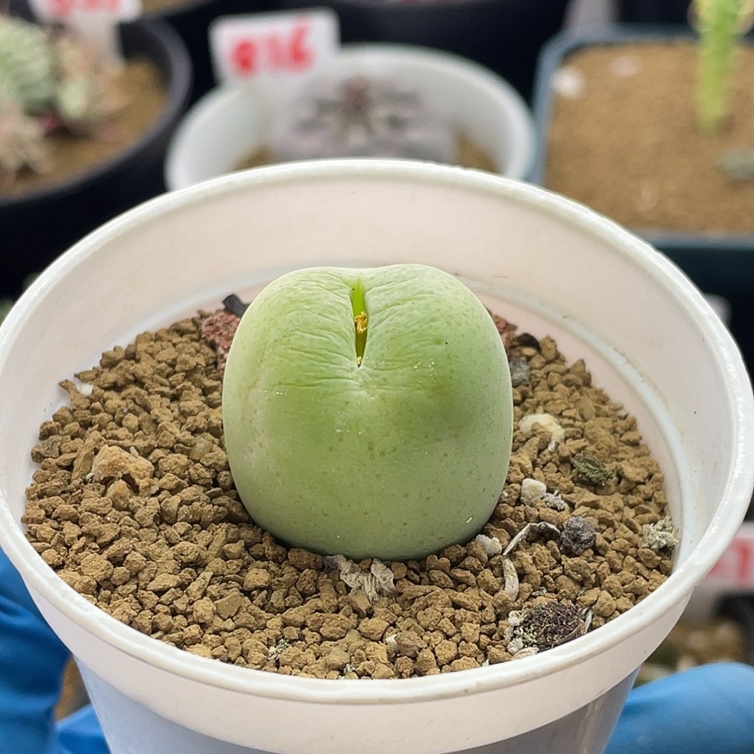 福利福利仙人球多肉植物