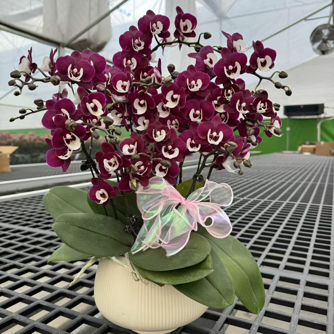 团圆 中花型 好养耐养 欧品蝴蝶兰 送人送礼 基地直发