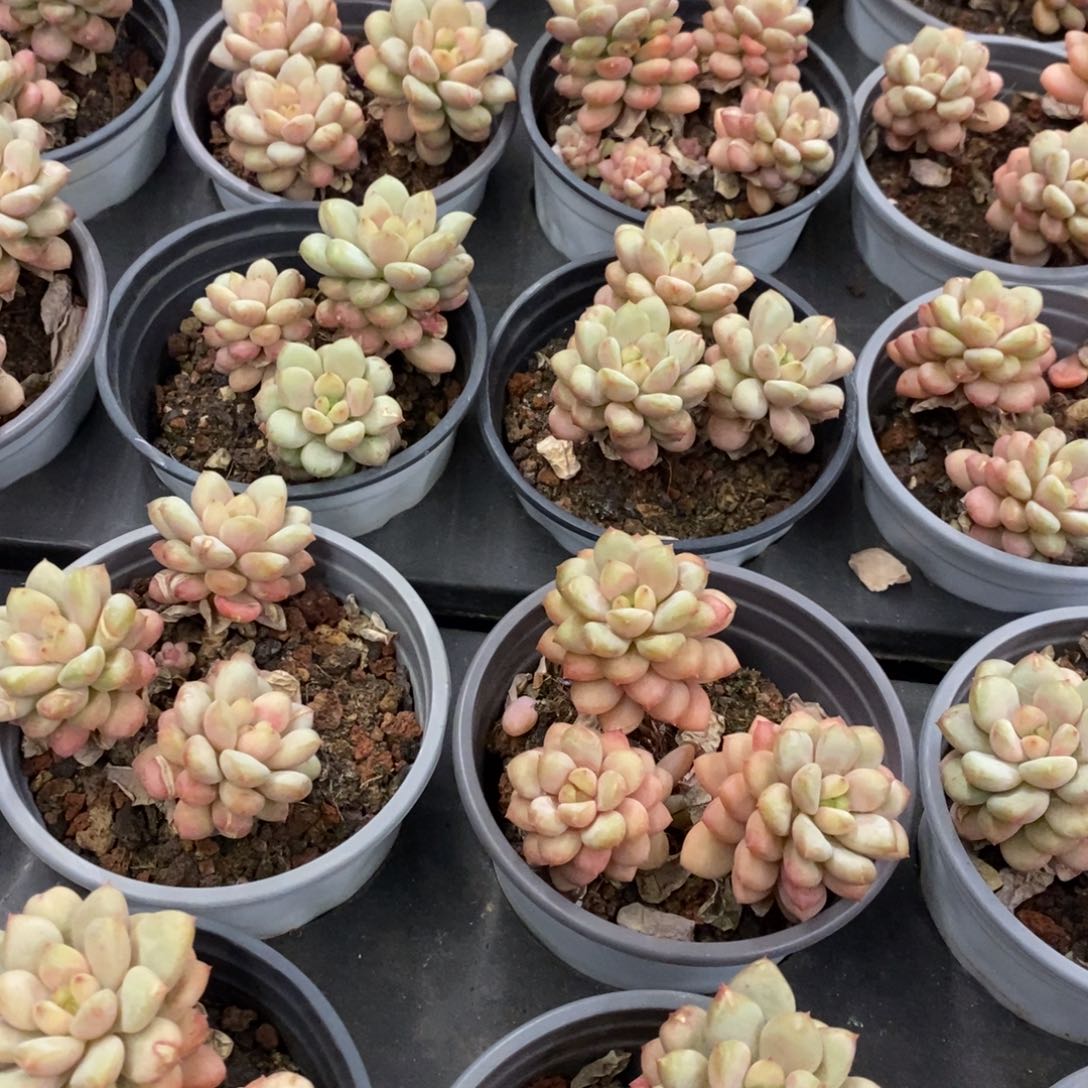 02。阳光玫瑰。群生。