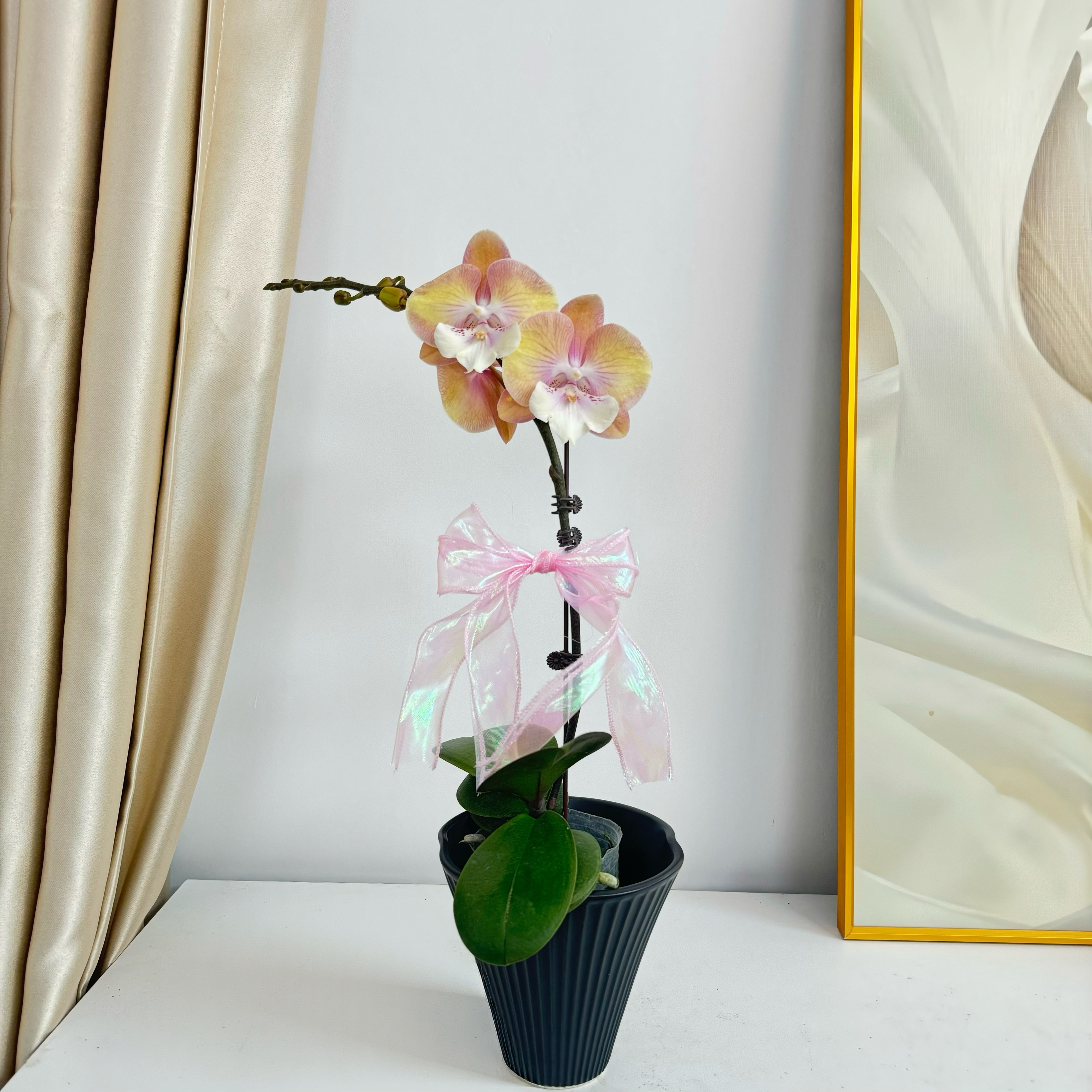 蝴蝶兰【彩虹独角兽】 蝴蝶兰 黄色系花型 室内精品观赏 真花