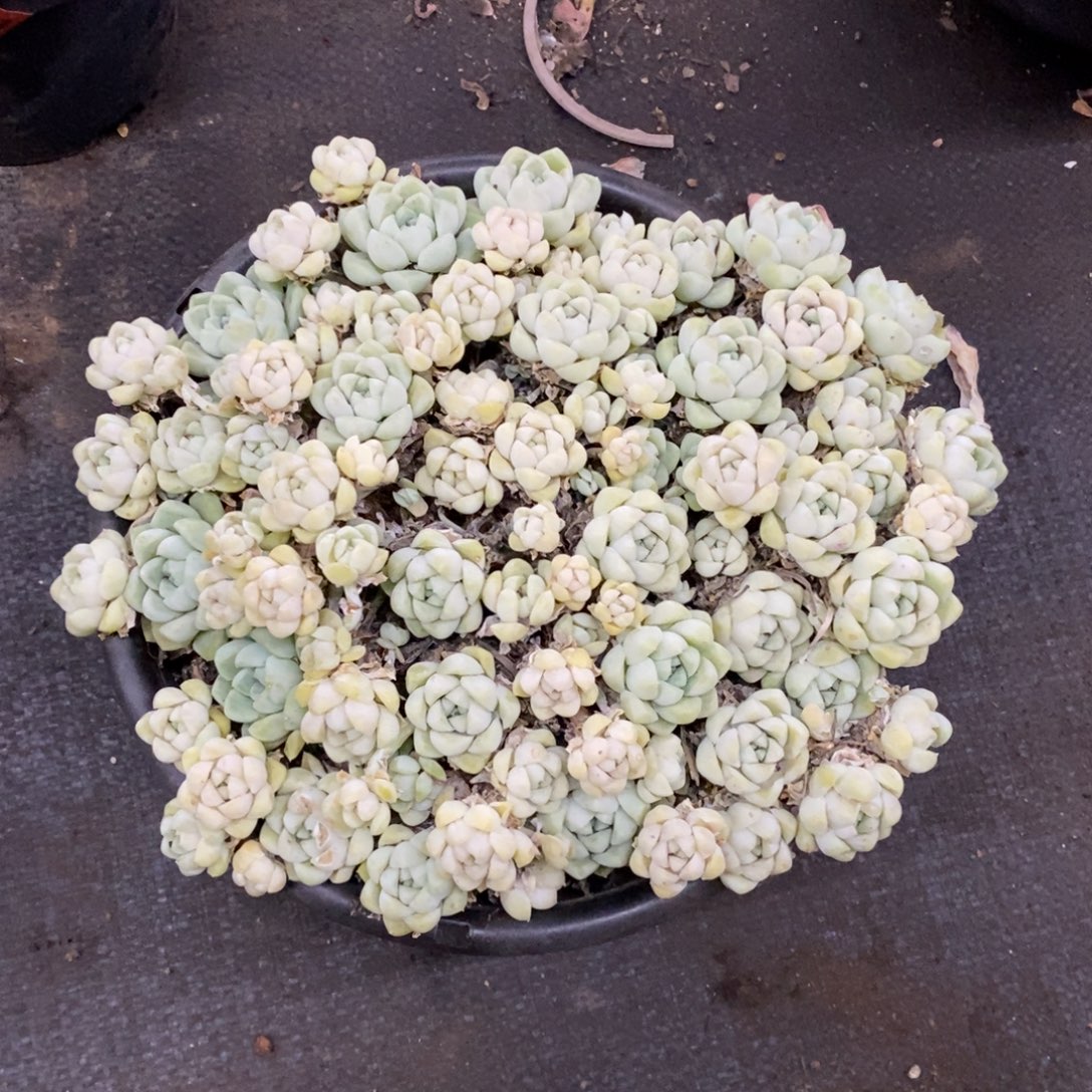 厚叶月影大盆整桩带盆土