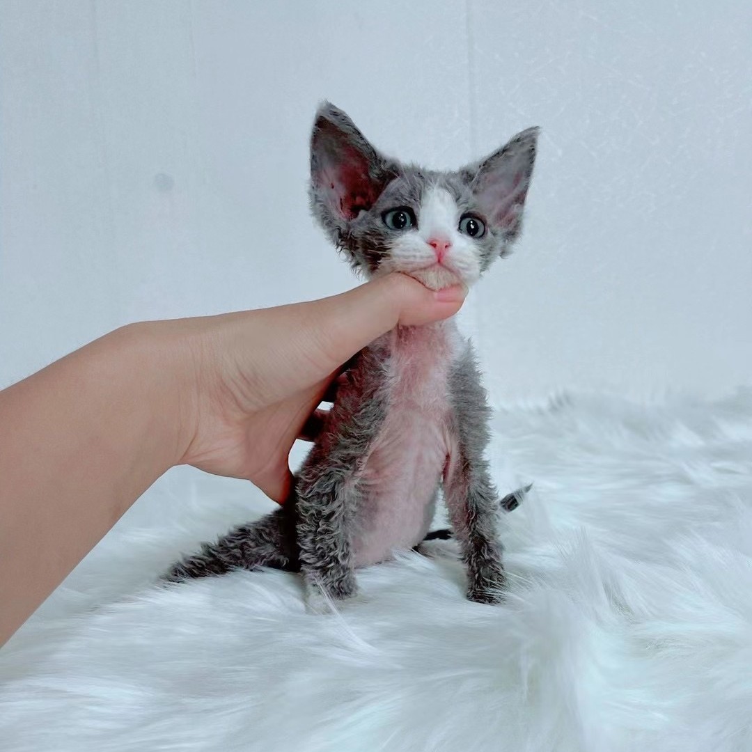 （新怡猫舍）德文卷毛猫定制专用链接
