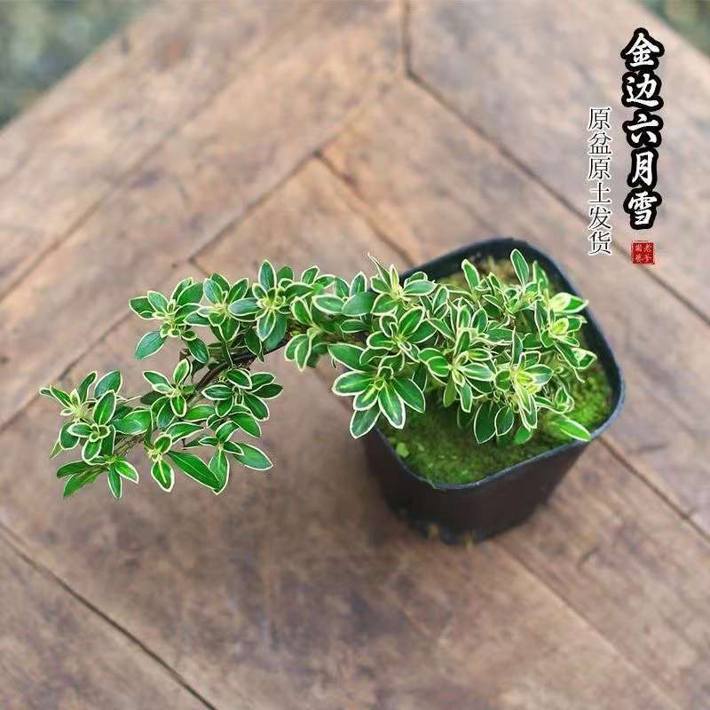 【茶桌小精品】悬崖金边六月雪 掌中宝不大 飘枝长度约20cm