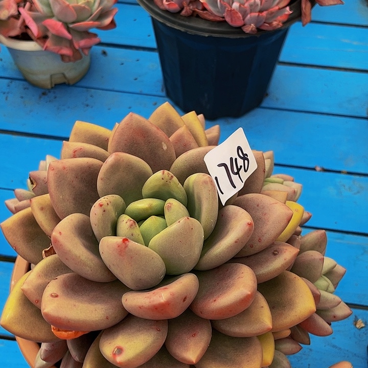 我**肉桃花源群生1748