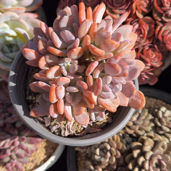 13厘米左右一物一拍的多肉